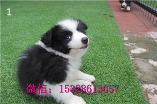 纯边牧价格揭秘，了解纯种边境牧羊犬的价位与选购要点