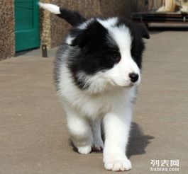 纯边牧价格揭秘，了解纯种边境牧羊犬的价位与选购要点