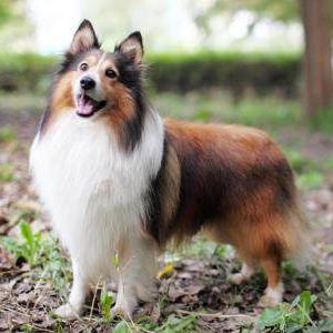 喜乐蒂牧羊犬价格揭秘，影响因素及购买指南