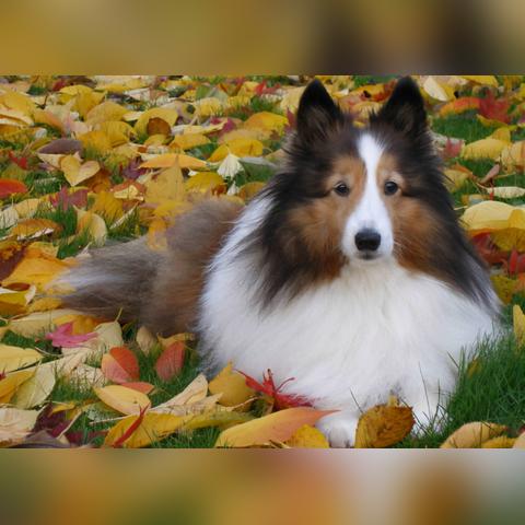 喜乐蒂牧羊犬价格揭秘，影响因素及购买指南