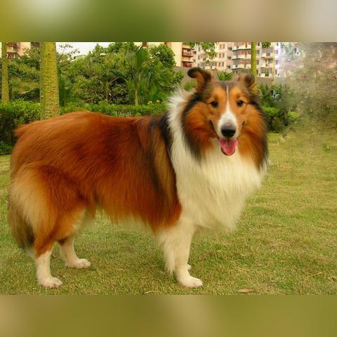 喜乐蒂牧羊犬价格揭秘，影响因素及购买指南