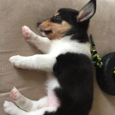 喜乐蒂牧羊犬价格揭秘，影响因素及购买指南