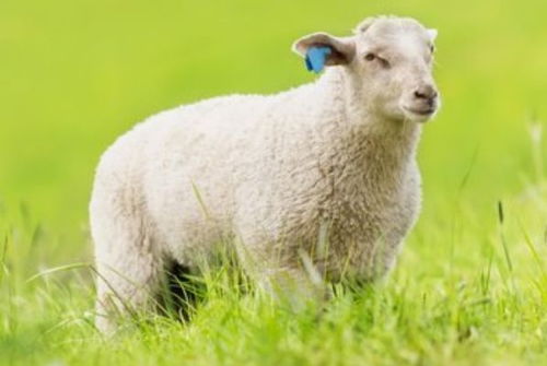 羊小咩便荔卡突然取现不 羊小咩的便荔卡突然取现不？揭秘背后的金融奥秘