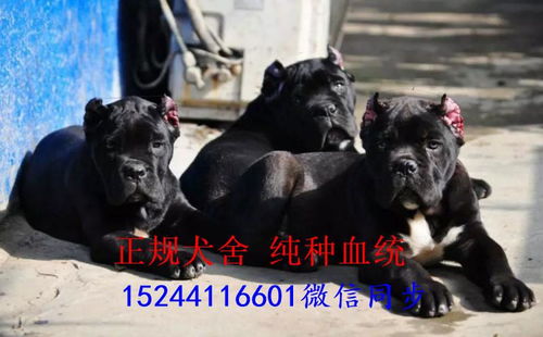 双血统卡斯罗价格揭秘，了解不同血统卡斯罗的价值与价格差异