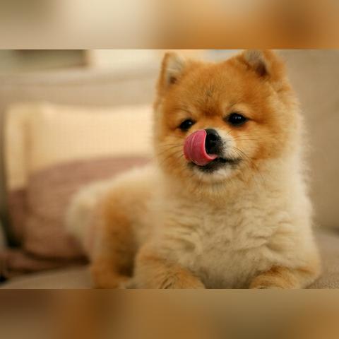 揭秘纯种日本秋田犬的价格之谜