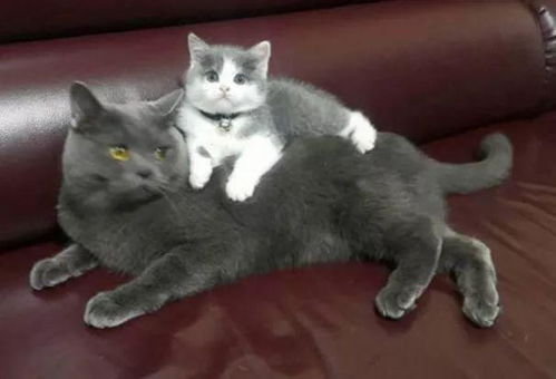 短耳蓝猫的价格揭秘，影响因素与购买指南
