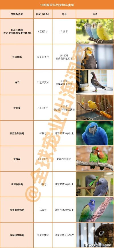 揭秘金刚鹦鹉价格之谜，品种、年龄、产地大揭秘！