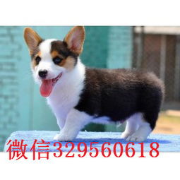 柯基双色价格揭秘，了解柯基双色犬的价位与选购要点