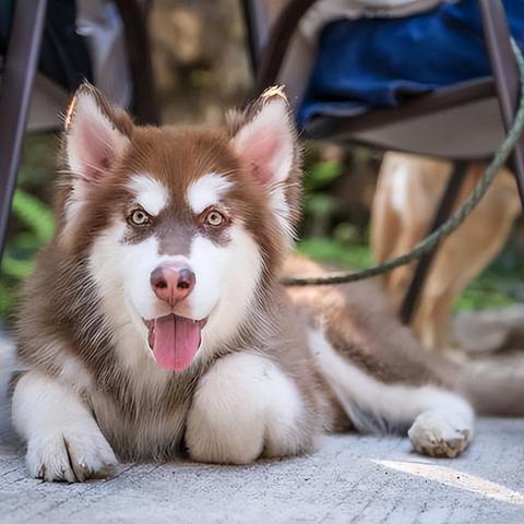 成年阿拉斯加犬的日常饮食指南