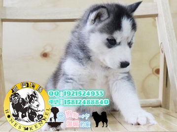 哈士奇成犬的狗粮摄入量揭秘，如何科学喂养？