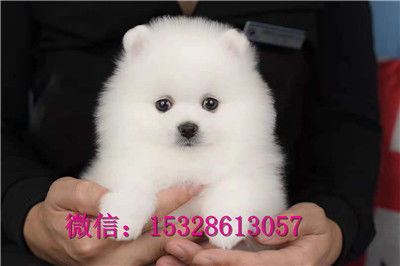 揭秘真博美价格之谜，最低只需多少钱？