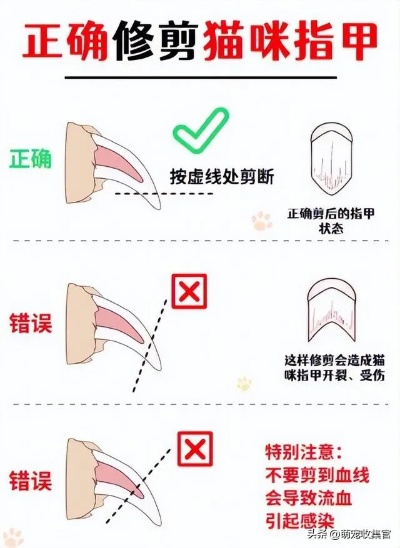 猫咪拔指甲手术费用揭秘，价格、原因及案例分享