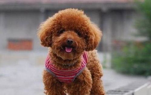 白色杂交泰迪价格揭秘，影响因素及购买指南