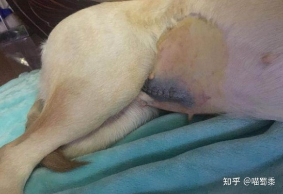 母狗子宫切除手术费用一览，了解手术成本，为爱犬健康保驾护航