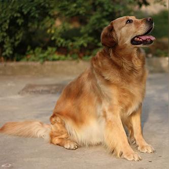 70天金毛幼犬饮食指南，吃多少才算正常？