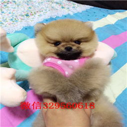 揭秘俊介犬的体重之谜，最大能长到多少斤？