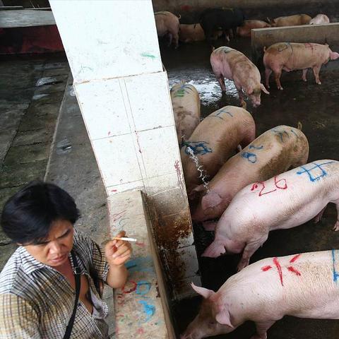 京东白条兑现详解，操作指南与注意事项