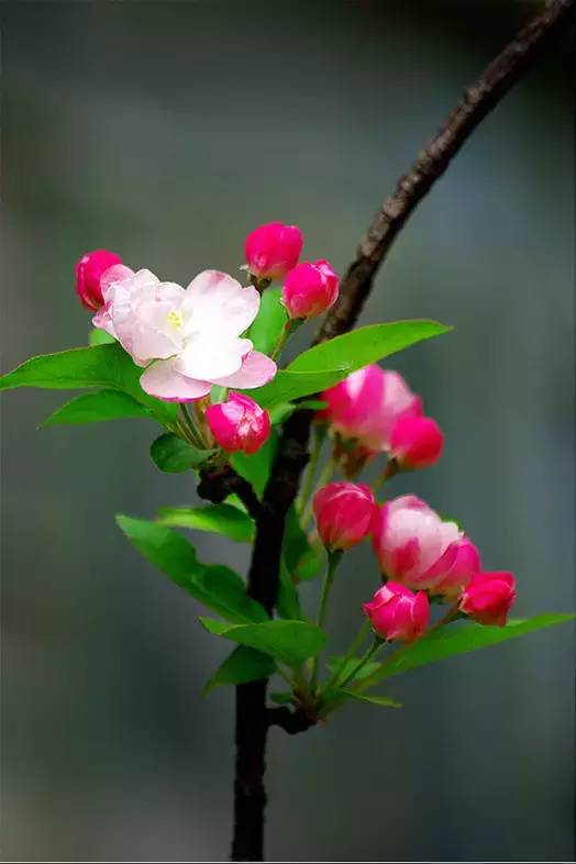 轻松掌握苹果花呗提现技巧 轻松掌握苹果花呗提现技巧
