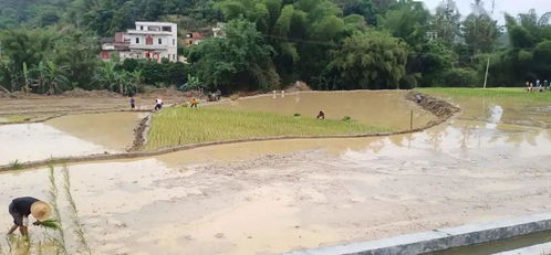 铺前镇水文监测站,守护江河安宁的重要一环 铺前镇水文监测站,守护江河安宁的重要一环