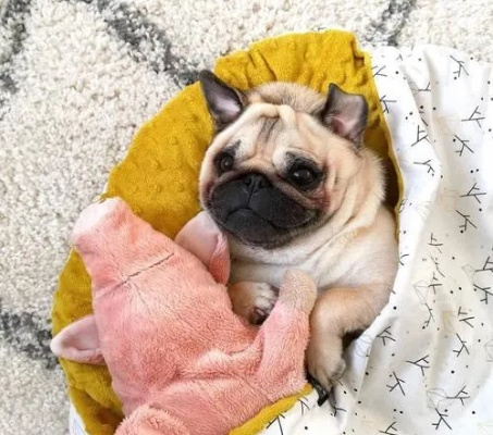 巴哥犬玩具选购全攻略,从磨牙到解闷,这份指南让你家肉脸狗天天笑 巴哥犬玩具选购全攻略,从磨牙到解闷,这份指南让你家肉脸狗天天笑