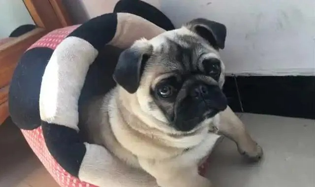 巴哥犬玩具选购全攻略,从磨牙到解闷,这份指南让你家肉脸狗天天笑 巴哥犬玩具选购全攻略,从磨牙到解闷,这份指南让你家肉脸狗天天笑