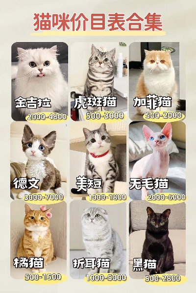 名猫价格全解析,从500到50万,你养得起哪一款? 名猫价格全解析,从500到50万,你养得起哪一款?