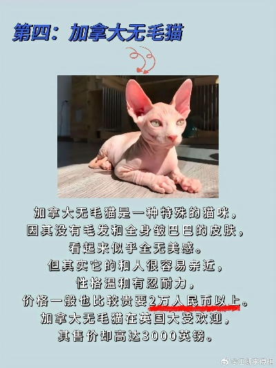 名猫价格全解析,从500到50万,你养得起哪一款? 名猫价格全解析,从500到50万,你养得起哪一款?