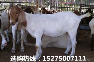 杭州羊小咩便荔卡提现当面,真的这么方便吗? 杭州羊小咩便荔卡提现当面,真的这么方便吗?
