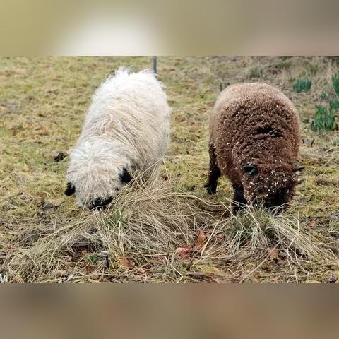 杭州羊小咩便荔卡套出来,到底是什么神仙操作? 杭州羊小咩便荔卡套出来,到底是什么神仙操作?