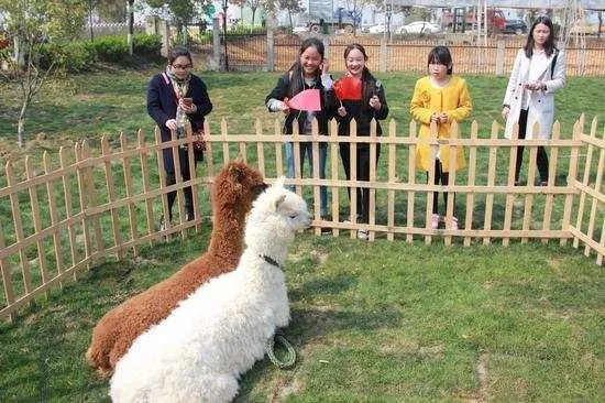 萌宠乐园出行全攻略，手把手教你玩转萌宠乐园的必备清单与避坑指南