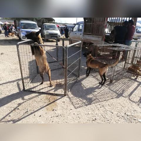 马犬纯种价格大揭秘，从3000到5万，你家的狗狗值多少钱？