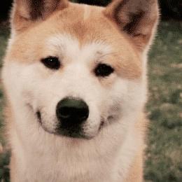 白秋田犬价格全解析，从选购到养护的实用指南