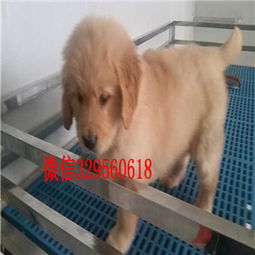 福州金毛犬价格全解析，从500元到数万元，你家的毛孩子值多少钱？