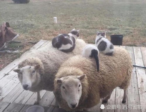 为什么羊小咩便荔卡提现只能在每天十点进行? 为什么羊小咩便荔卡提现只能在每天十点进行?