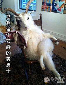 为什么羊小咩便荔卡提现只能在每天十点进行? 为什么羊小咩便荔卡提现只能在每天十点进行?