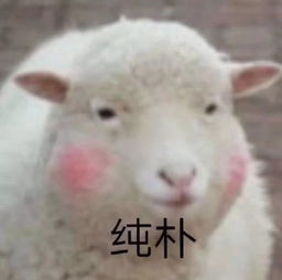 为什么羊小咩便荔卡提现只能在每天十点进行? 为什么羊小咩便荔卡提现只能在每天十点进行?