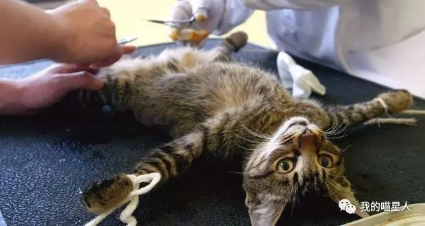 猫咪绝育手术全攻略，费用、流程、注意事项大公开！