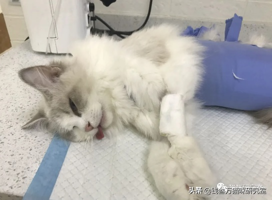 猫咪绝育手术全攻略，费用、流程、注意事项大公开！
