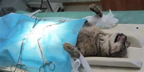 猫咪绝育手术全攻略，费用、流程、注意事项大公开！