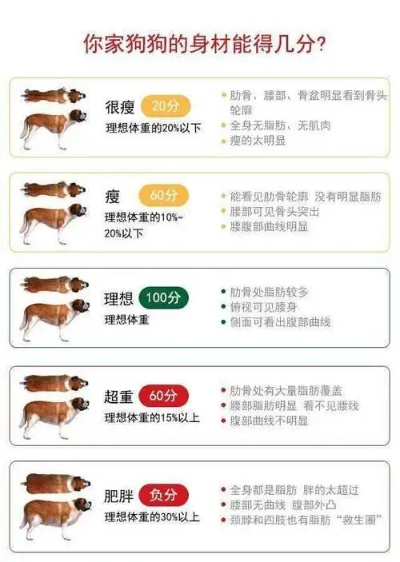 狗的体温多少正常?一篇让你秒懂的健康指南!附案例+注意事项+市场分析 狗的体温多少正常?一篇让你秒懂的健康指南!附案例+注意事项+市场分析