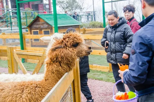 大印象影视城萌宠乐园,亲子游新地标,萌宠互动全攻略 大印象影视城萌宠乐园,亲子游新地标,萌宠互动全攻略
