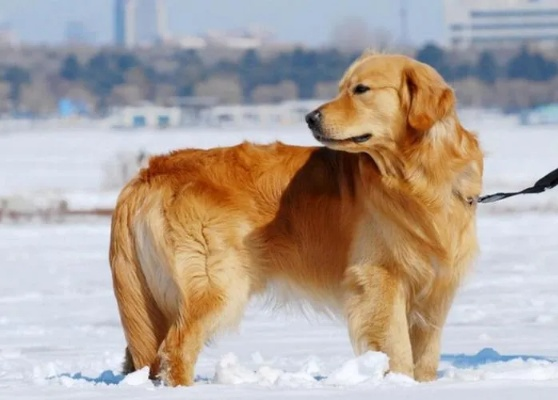成都金毛犬价格2023最新行情，从3000到30000元全解析+避坑指南
