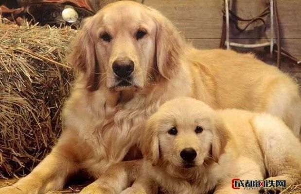 成都金毛犬价格2023最新行情,从3000到30000元全解析+避坑指南 成都金毛犬价格2023最新行情,从3000到30000元全解析+避坑指南