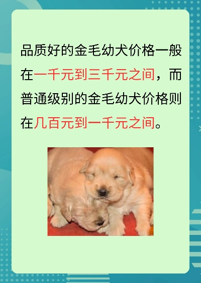 金毛犬价格2023年全解析,从5000到20万如何避坑? 金毛犬价格2023年全解析,从5000到20万如何避坑?