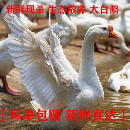 自己养大鹅做鹅绒被行吗？从0到1全解析+真实案例+避坑指南